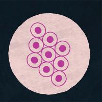 Stem cell illustration