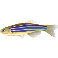 Zebrafish