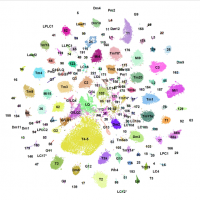Color-coded map of gene expression. Credit: Desplan Lab/NYU