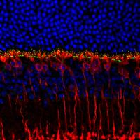 mouse retina