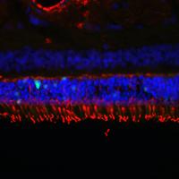 Image shows cone cells, labeled in red.