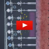 photoreceptors and retinal ganglion cells are shown on a video play button.