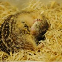 Ground squirrel curled up in a nest