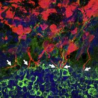 Photoreceptor precursor cells (red) are shown with extended axons toward bipolar cells.