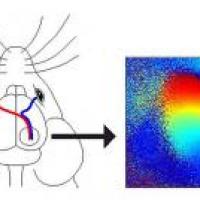brain circuit systematic 
