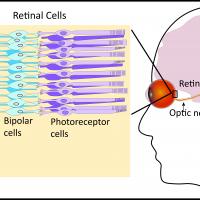 Schematic of photoreceptors and bipolar cells in the retina.