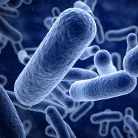 bacteria