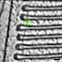 Rod outer segment showing connector