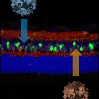 Stained image of retina