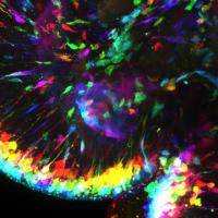 Multicolored image of photoreceptors and their long connecting processes, called axons, within a stem cell-derived retinal organoid