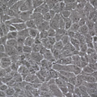 ABC cells in culture