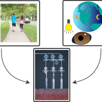 Vision and non-vision functions use different neuronal circuits in the retina.
