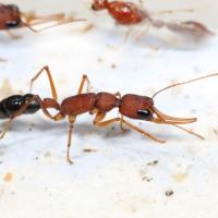 Ants