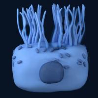 RPE cell