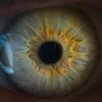 Face-on view of an iris and pupil