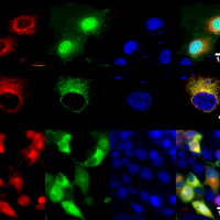 Red, green and blue dots on screen representing RPE protein