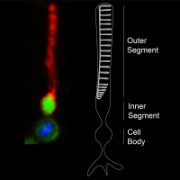 Florescent photo of mouse rod photoreceptor, next to photoreceptor schematic showing cell body, inner and outer segments.