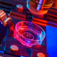 Microelectrode array and 2-photon microscope.