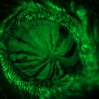 Green-stained limbal stem cells track towards center of mouse cornea.