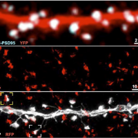 Synapses between neurons in thalamus and cortex.