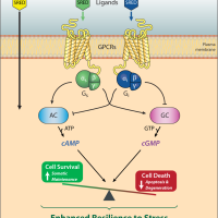 Schematic showing SREDs bind to G-protein coupled receptors to promote cell survival