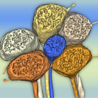 Axon terminals of color photoreceptors