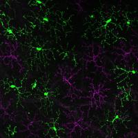 Transplanted microglia