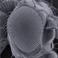 Fruit fly eye.