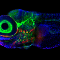 Zebrafish, imaged via fluorescence confocal microscopy