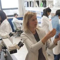 Scientist examines Western blots in the laboratory.