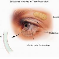 illustration of eye