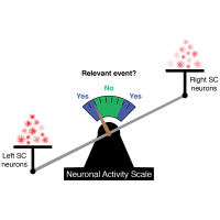 A scale with left superior colliculus neurons more activated on left and right superior colliculus neurons less activated on the right, and scale weighed down to the left. Needle on scale points to “yes”, meaning detection of relevant event.