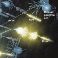 Artist’s rendering of neural activity in the retina. Light that enters the eye activates rod and cone photoreceptors, which then activates retinal ganglion cells. A signal travels to the brain via the retinal ganglion cell axons. Photo credit: National Eye Institute