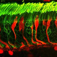 Rods and Cones image