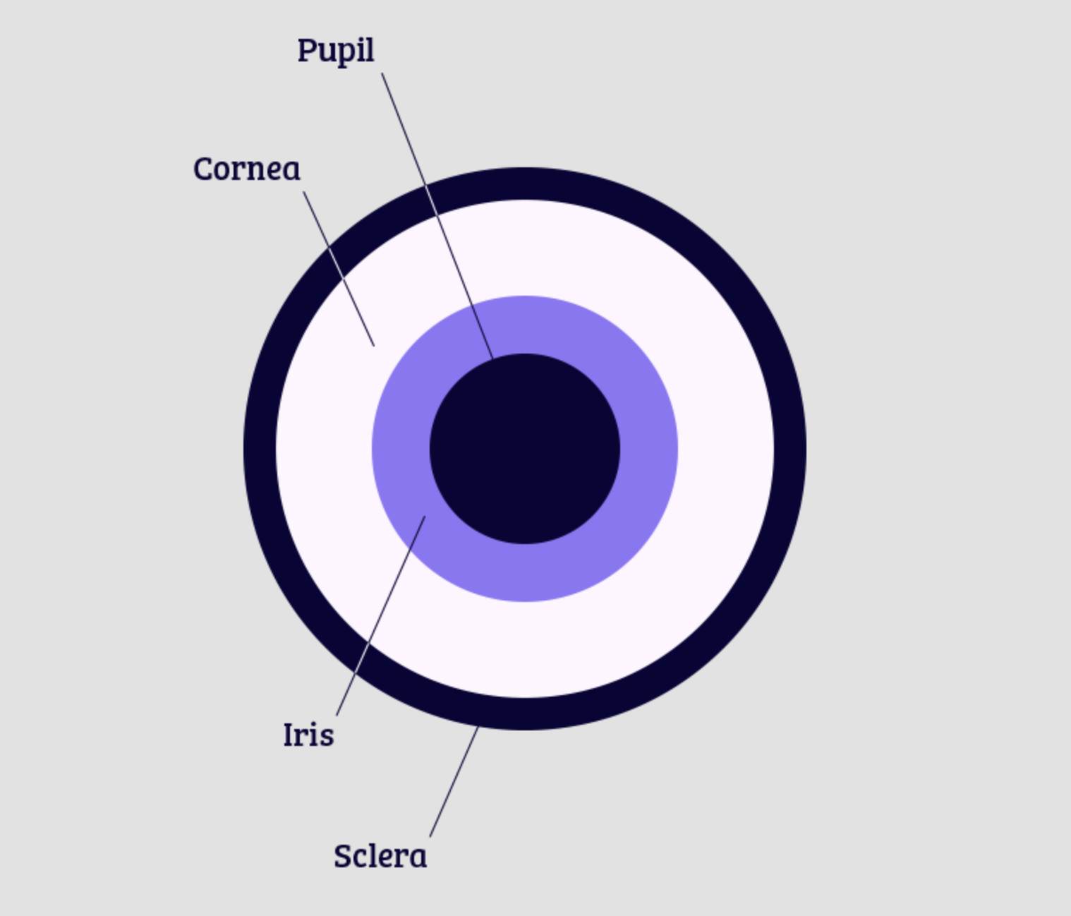 Eye diagram — front view.